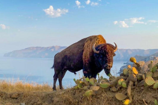 Bison Tallow: Honoring a Timeless Tradition